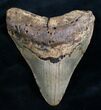 Megalodon Tooth From North Carolina #7945-1